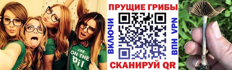 закладки  kraken зеркало  Галлюциногенные грибы Magic Shrooms  Бодайбо 
